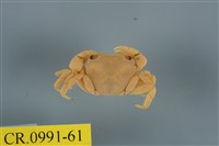 藏品(平背蜞)的圖片